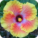 Hibiscus HD Wallpaper APK