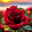 Red Rose Wallpapers Flowers simgesi
