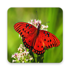 High Quality Butterfly Wallpaper আইকন