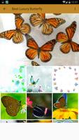 High Quality Butterfly Wallpaper capture d'écran 2