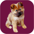 Cute Puppy And Dog Wallpapers, it's 2020 new app