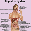 Human digestive system guide