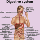 Human digestive system guide aplikacja