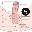 Pénis humano Anatomia