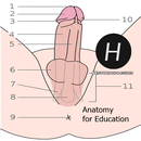 Pene humano Anatomía APK