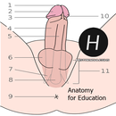 Penis Anatomy-APK