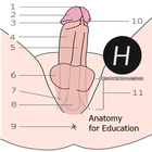 Penis Anatomy آئیکن