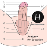 Penis Anatomy