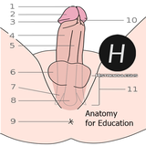 Pénis humano Anatomia