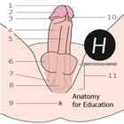 Penis Anatomy biểu tượng