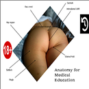 Nádegas - Anatomia APK