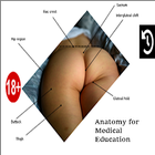 Fesse - Anatomie icône