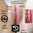 Clitoris - Anatomie icône