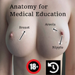 Nipple Anatomy - Medical ED