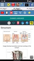 Scrotum Anatomy 스크린샷 2