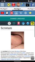 Scrotum - Anatomie capture d'écran 1
