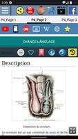 Scrotum - Anatomie capture d'écran 2