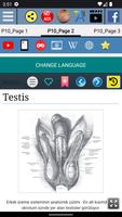 Testis torbası - Anatomi Ekran Görüntüsü 2