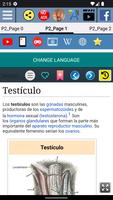 Testículo - Anatomía captura de pantalla 1