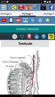 Testicule - Anatomie capture d'écran 1