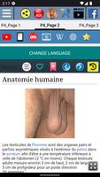 Testicule - Anatomie capture d'écran 2