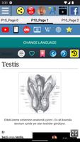 Testis - Anatomi Ekran Görüntüsü 1