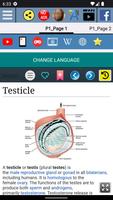 Testis Anatomy ภาพหน้าจอ 1