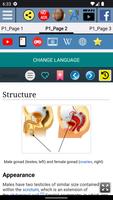 Testis Anatomy ภาพหน้าจอ 2