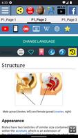 Testis Anatomy 截图 2