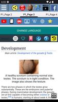 Testis Anatomy screenshot 3