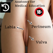 Anatomía de la Vulva