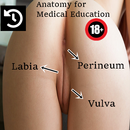Anatomi Vulva APK