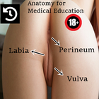 Vulva Anatomy-icoon