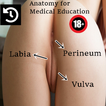 Vulva Anatomy female sex organ