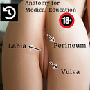 Vulva Anatomy female sex organ APK