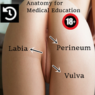 آیکون‌ Vulva Anatomy