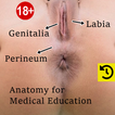 Canal anal - Anatomie