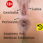 Anal canal Anatomy-icoon