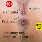 Anal canal Anatomy ikon