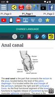 Anal canal Anatomy ảnh chụp màn hình 1