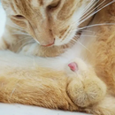 Cat penis Anatomy APK