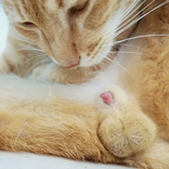 Cat penis Anatomy