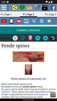 Cat penis Anatomy 스크린샷 2