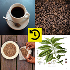 History of Coffee آئیکن
