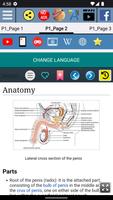 Pénis humano - Anatomia imagem de tela 2
