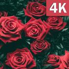 Fonds d'écran Fleurs et Roses 4K Magnifique 2019 icône