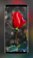 Fonds d'écran Fleurs et Roses 4K Magnifique 2019 Affiche