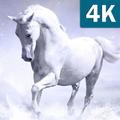 Horses Wallpapers HD Live Beau