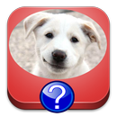 Quiz races de chiens APK