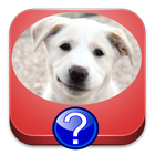 Icona Quiz sulle razze di cani